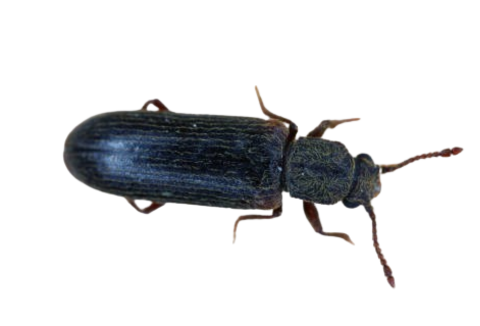 Wood Beetle Control by oregoncoastpest