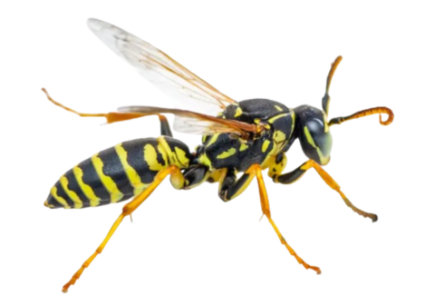 Yellowjackets and Wasps Control by oregoncoastpest