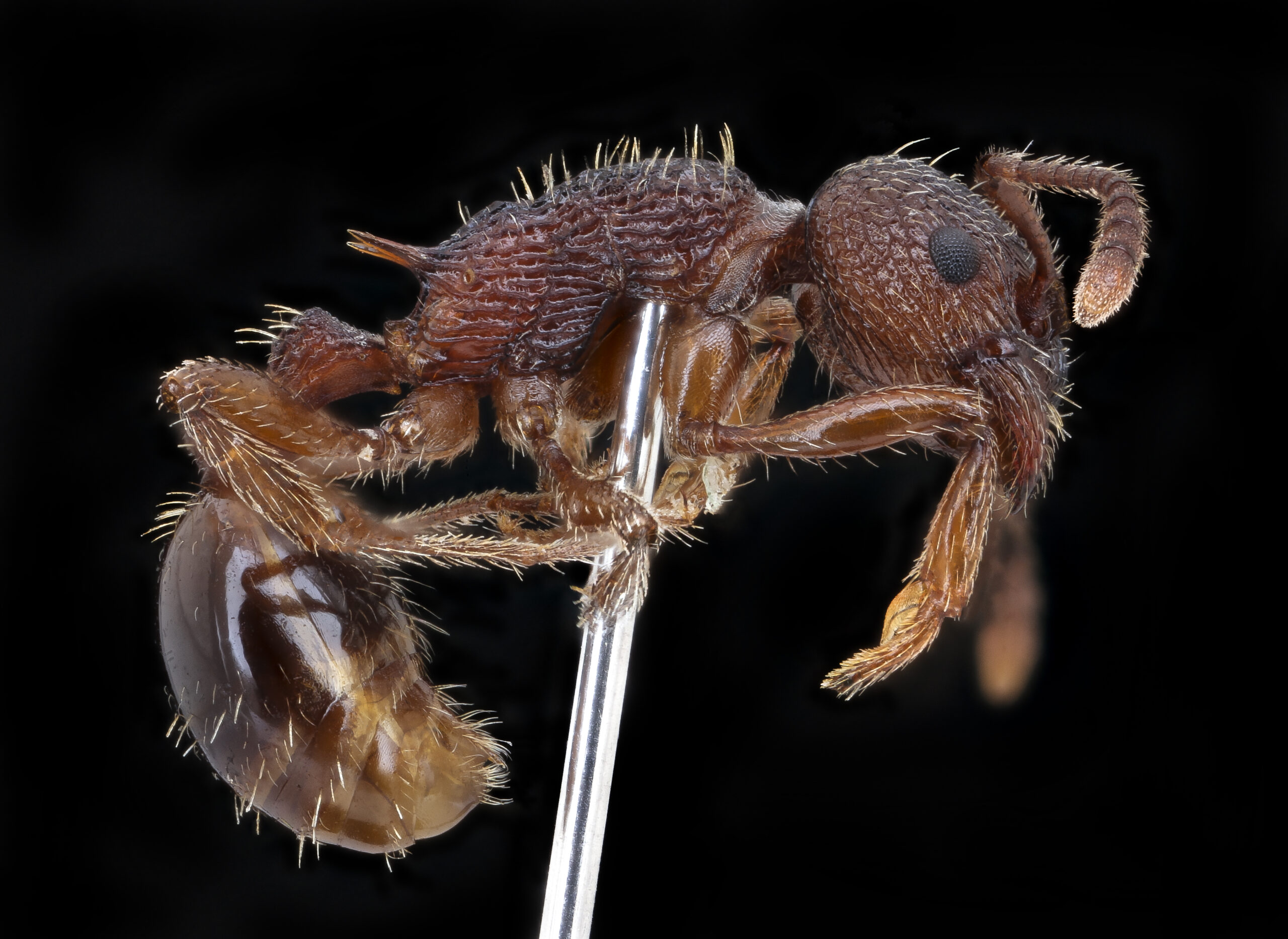 Ant