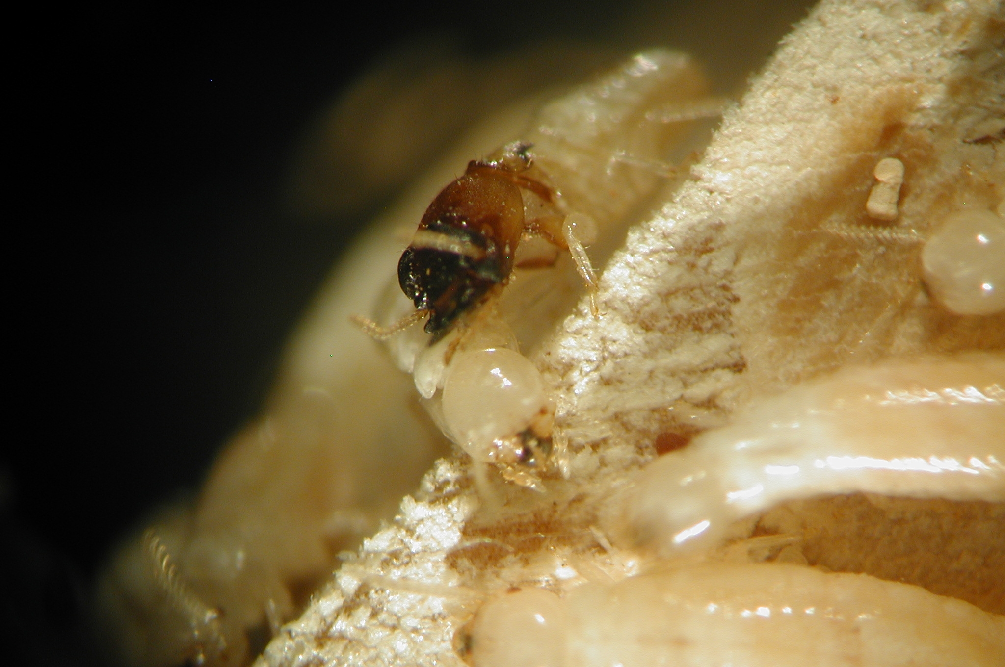 Termite